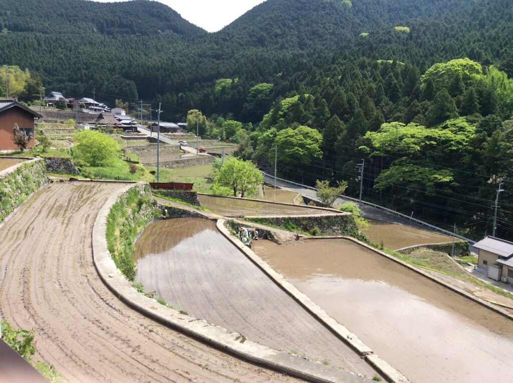岩座神（いさりがみ）の春、田植え準備が済んだ棚田
