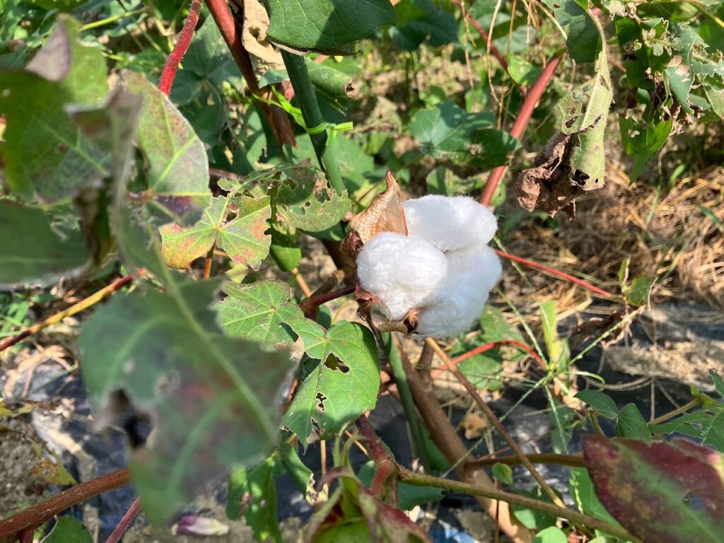 綿花(コットン・フラワー)